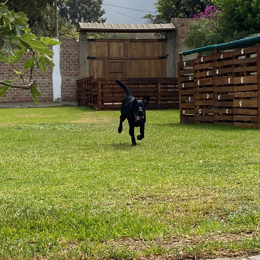 Cachorros